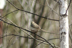Phylloscopus trochilus