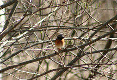 Phoenicurus phoenicurus