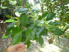 Ilex uraiensis