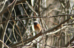 Phoenicurus phoenicurus