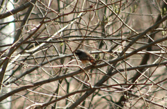 Phoenicurus phoenicurus
