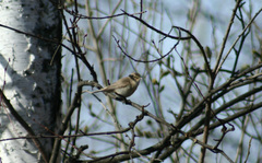Phylloscopus collybita