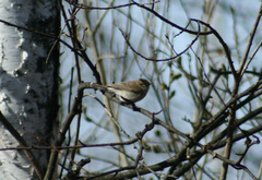 Phylloscopus collybita