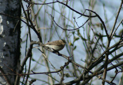Phylloscopus collybita