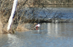 Spatula clypeata