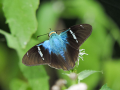 Astraptes fulgerator azul