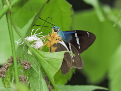 Astraptes fulgerator azul