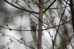 Aegithalos caudatus