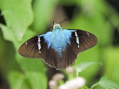 Astraptes fulgerator azul