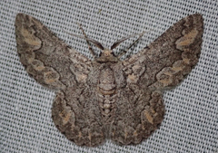 Mictoschema tuckeri