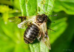 Abia fasciata