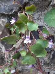 Cymbalaria muralis