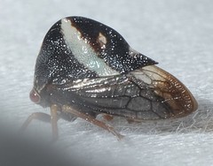 Smilia fasciata