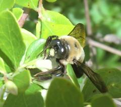 Xylocopa virginica krombeini