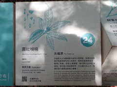 Machilus zuihoensis mushaensis