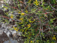 Anthyllis hermanniae corsica