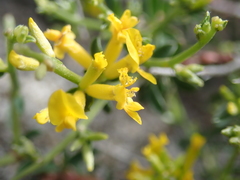 Anthyllis hermanniae corsica