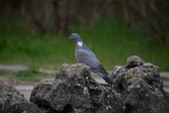 Columba palumbus