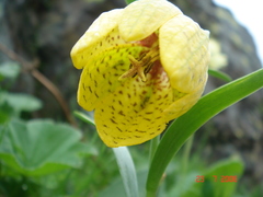 Fritillaria collina