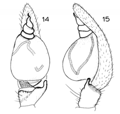 Trachelas volutus