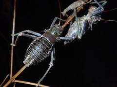 Acanthoplus