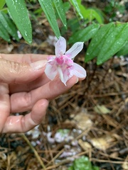 Indigofera kirilowii