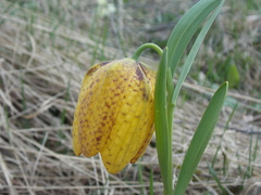 Fritillaria collina