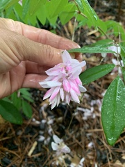 Indigofera kirilowii