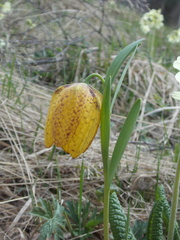 Fritillaria collina