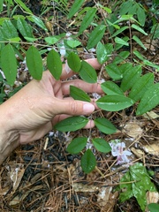 Indigofera kirilowii