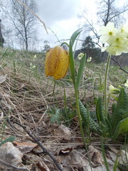 Fritillaria collina