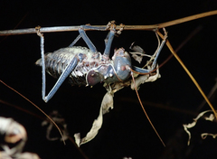 Acanthoplus