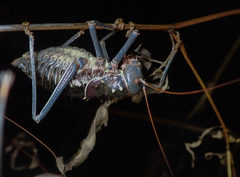Acanthoplus