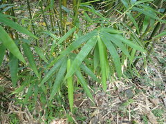 Bambusa utilis