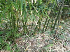 Bambusa utilis