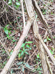 Piptadenia gonoacantha