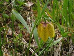 Fritillaria collina