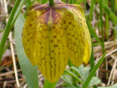 Fritillaria collina