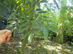 Ormosia hengchuniana