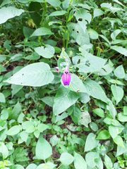 Brillantaisia lamium