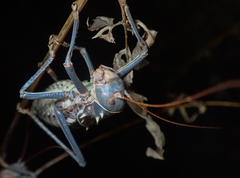 Acanthoplus