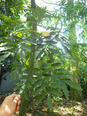 Ormosia hengchuniana