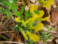 Chamaecytisus wulfii