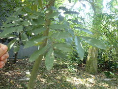 Ormosia hengchuniana