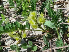 Astragalus fragrans