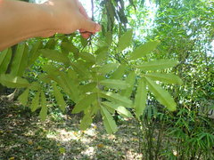 Ormosia hengchuniana