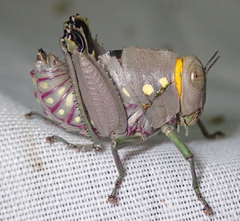Parathericles elephantulus
