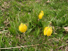Fritillaria collina