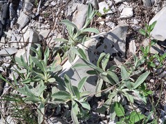 Sideritis euxina