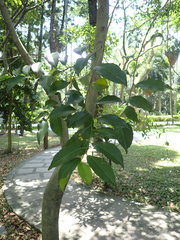 Putranjiva formosana